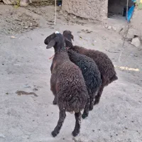 گوسفند زنده|حیوانات مزرعه|زنجانرود, |دیوار