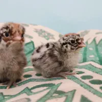 چوری ( جوجه ) براکل
