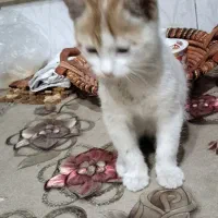 بچه گربه لوسی