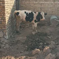 جوانه ۳۲۰ کیلو