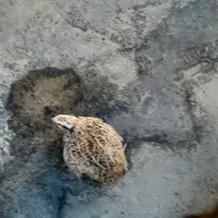 ۲ تا بلدرچین نر و ماده