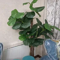 درختچه لیراتا ۲ متر