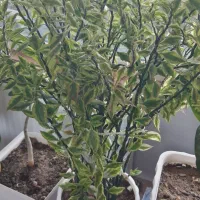 گل و گیاه مختلف