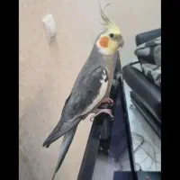 عروس هلندی نر سخنگو دستی ۸ ماهه