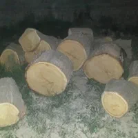 خریدار چوب به صورت نقدی در باسکول|خدمات باغبانی و درختکاری|شیروان (خراسان), |دیوار