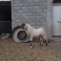 فروش چبش  کل دورگه پاکستانی وبره نر نژاد شال