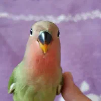 طوطی برزیلی|پرنده|تهران, جیحون|دیوار