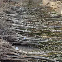 نهالستان فروش ویژه انواع نهال دیرگل تضمینی