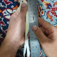 قناری رسمی بلند نر|پرنده|تهران, جیحون|دیوار