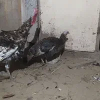 بوقلمون برنزی
