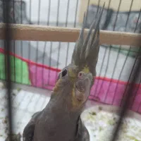 عروس هلندی دو ماهه