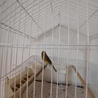 فروش قناری ابلغ|پرنده|رشت, صفاری|دیوار