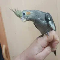 عروس هلندی سینامون|پرنده|شوشتر, |دیوار