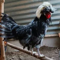 خروس لهستانی