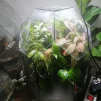 پالاداریوم طبیعی|ماهی|رشت, کوی مهر|دیوار