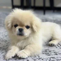 پیکینیز پاپت سایز|سگ|تهران, قیطریه|دیوار