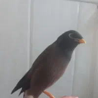 مرغ مینا سخنگو