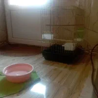 مرغ مینا نر4ماهه