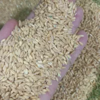 ۴تن گندم دیم برداشت امسال|لوازم جانبی حیوانات|قرچک, زیبا شهر|دیوار