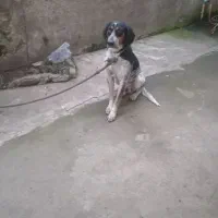 سلام.سگ شکاری نر18ماهه|سگ|لنگرود, |دیوار