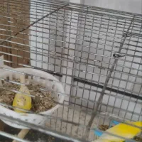 قناری|پرنده|الوند, |دیوار