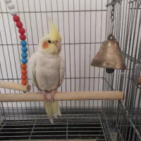 عروس هلندی ، سهره ، گلبسر ، پرنده