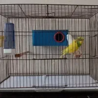 .مرغ عشق نژاد هلندی با تخم.