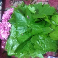 برگ مو تازه