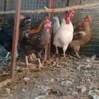 مرغ وخروس محلی بومی