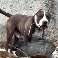 پیتبول استافورد ( وارداتی )|سگ|کرج, فاز ۲ مهرشهر|دیوار