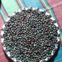 کلخونگ(پسته کوهی)
