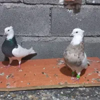 با سلام نر ماده طوقی گم شده