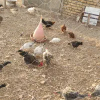 مرغ محلی|حیوانات مزرعه|روانسر, |دیوار