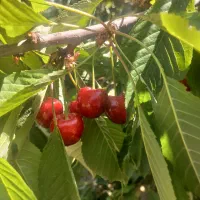 گیلاس300 دذجه یک اورگانیک