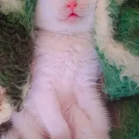 بچه گربه|گربه|گلبهار, |دیوار
