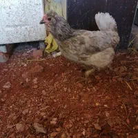 گلین طوسی|حیوانات مزرعه|شیراز, کوشک میدان|دیوار