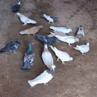 تعدادی پرشی و جفتگاهی