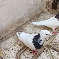 پرنده جفت