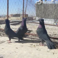 کبوتر|پرنده|یزد, |دیوار