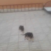 سگ ژرمن شپرد نر