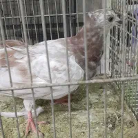 پرنده.کفتر|پرنده|بیرجند, |دیوار