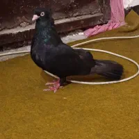 نر ذاغ عبادانی‌ اصیل