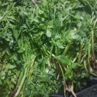 کرفس  کوهی درجه یک وتره کوهی
