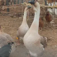 قوغاز اوکراینی|حیوانات مزرعه|بهنمیر, |دیوار