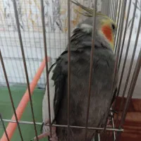 یک عدد عروس هلندی نر سالم و زیبا