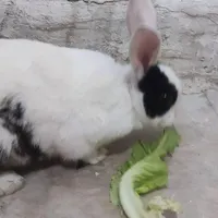 خرگوش
