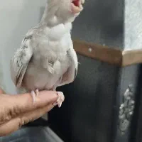 طوطی عروس هلندی|پرنده|اشنویه, |دیوار