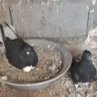 کفتر دم سفید کاکلی مهر ۱۶ دم