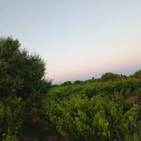 باغ-و-زمین-کشاورزی