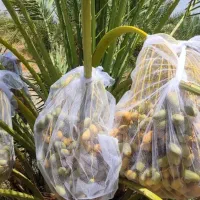 کمپلکس کود نخیلات|عمدهفروشی|جهرم, |دیوار